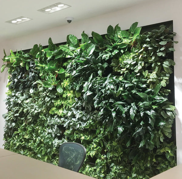 Vertical Green Walls, Living Wall Plant Systems for Sale - Botanicus Green